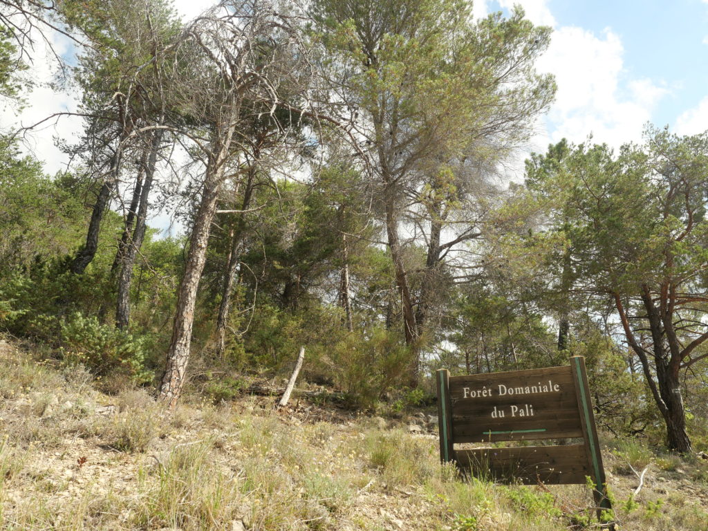 Forêt Domaniale du Pali